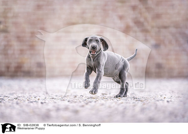 Weimaraner Welpe / Weimaraner Puppy / SIB-02838