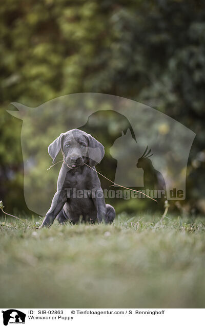 Weimaraner Welpe / Weimaraner Puppy / SIB-02863