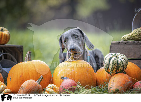 ausgewachsener Weimaraner / adult Weimaraner / MAH-03527