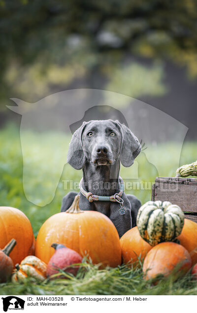 ausgewachsener Weimaraner / adult Weimaraner / MAH-03528