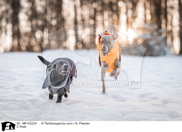 2 Hunde / 2 dogs / NP-03224