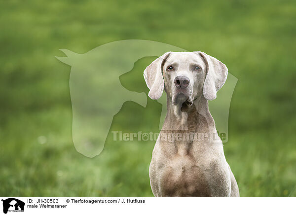Weimaraner Rde / male Weimaraner / JH-30503