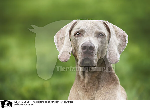 Weimaraner Rde / male Weimaraner / JH-30505