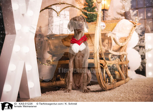 Weimaraner Hndin / female Weimaraner / KAS-01226