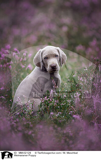 Weimaraner Welpe / Weimaraner Puppy / MM-02128