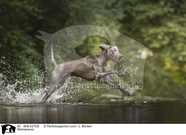 Weimaraner / Weimaraner / JEB-02728
