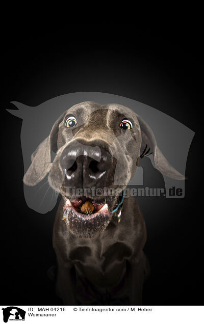 Weimaraner / MAH-04216