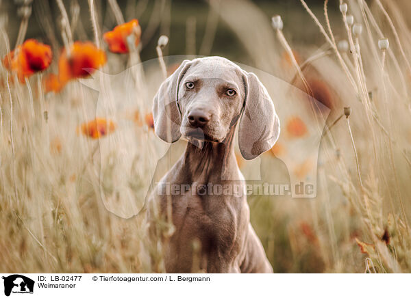 Weimaraner / Weimaraner / LB-02477