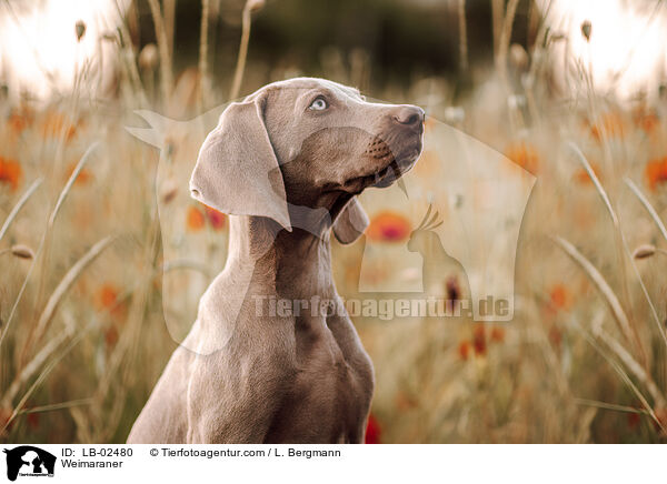 Weimaraner / Weimaraner / LB-02480