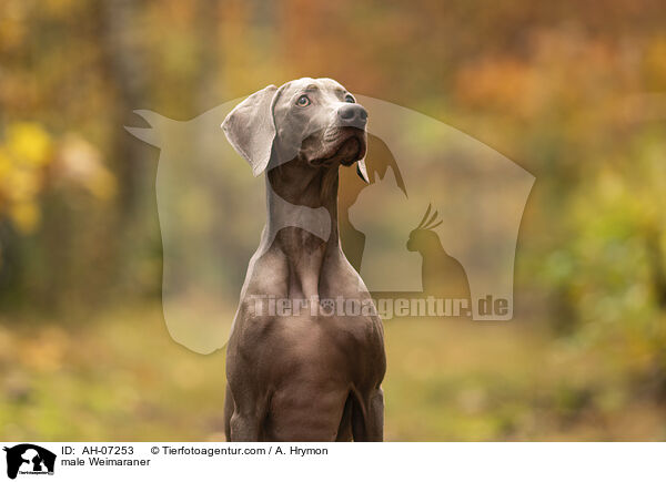 Weimaraner Rde / male Weimaraner / AH-07253