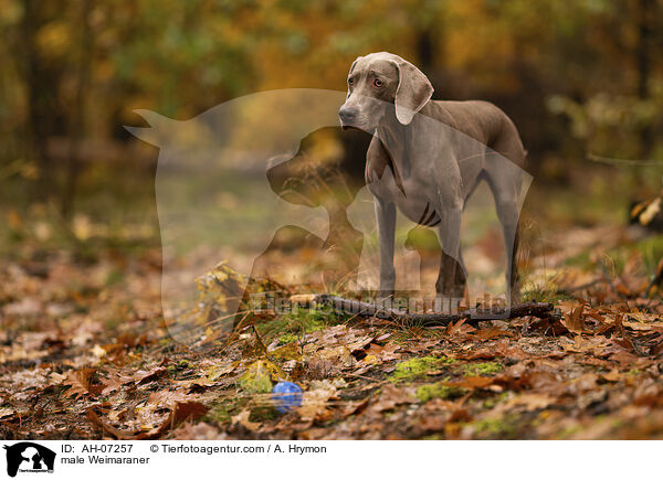 Weimaraner Rde / male Weimaraner / AH-07257