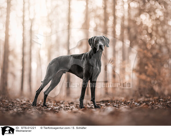 Weimaraner / Weimaraner / STS-01221