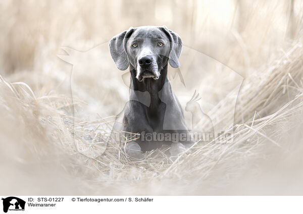 Weimaraner / STS-01227