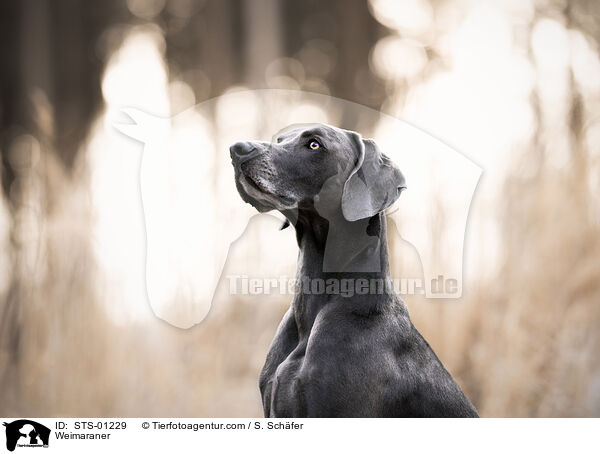 Weimaraner / STS-01229