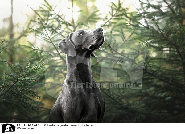 Weimaraner / Weimaraner / STS-01247