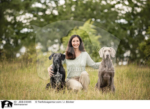 Weimaraner / Weimaraner / JEB-03085