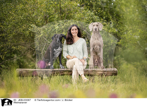 Weimaraner / Weimaraner / JEB-03087