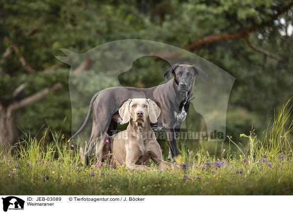 Weimaraner / Weimaraner / JEB-03089
