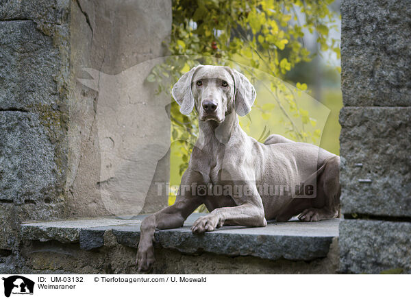 Weimaraner / Weimaraner / UM-03132
