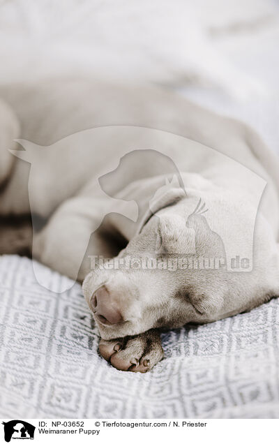 Weimaraner Welpe / Weimaraner Puppy / NP-03652