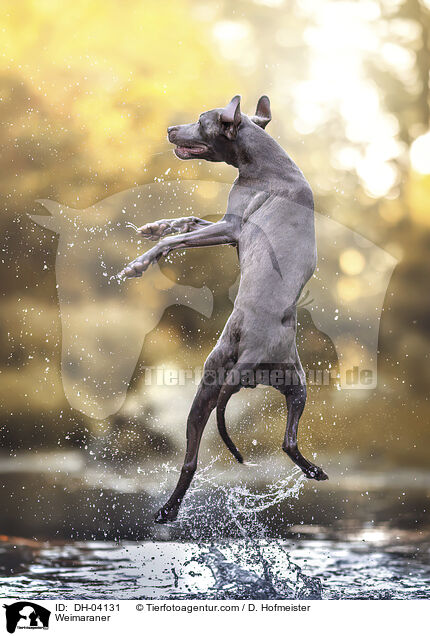 Weimaraner / Weimaraner / DH-04131