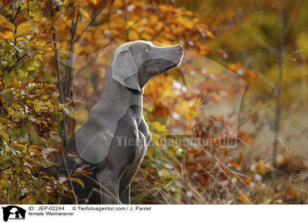 female Weimaraner / JEP-02244