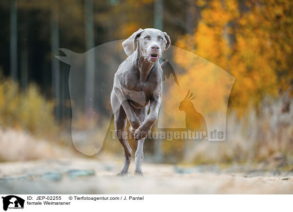 female Weimaraner / JEP-02255