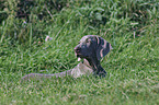 young Weimaraner