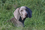 young Weimaraner