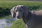 young Weimaraner