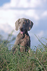 young Weimaraner