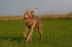 running Weimaraner