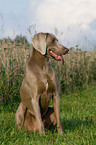 sitting Weimaraner