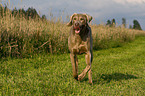 running Weimaraner