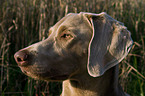 Weimaraner