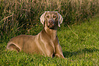 lying Weimaraner