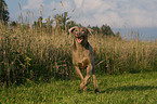 running Weimaraner