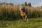 running Weimaraner