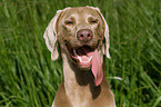 panting dog