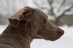 Weimaraner