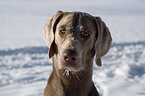 Weimaraner