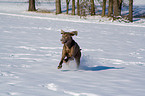 running Weimaraner