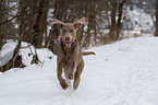 running Weimaraner