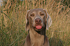 Weimaraner