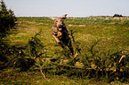 running Weimaraner