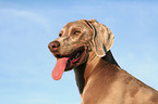 Weimaraner