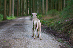 standing Weimaraner