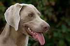 Weimaraner Portrait