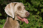 Weimaraner Portrait