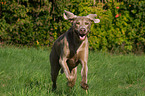 running Weimaraner